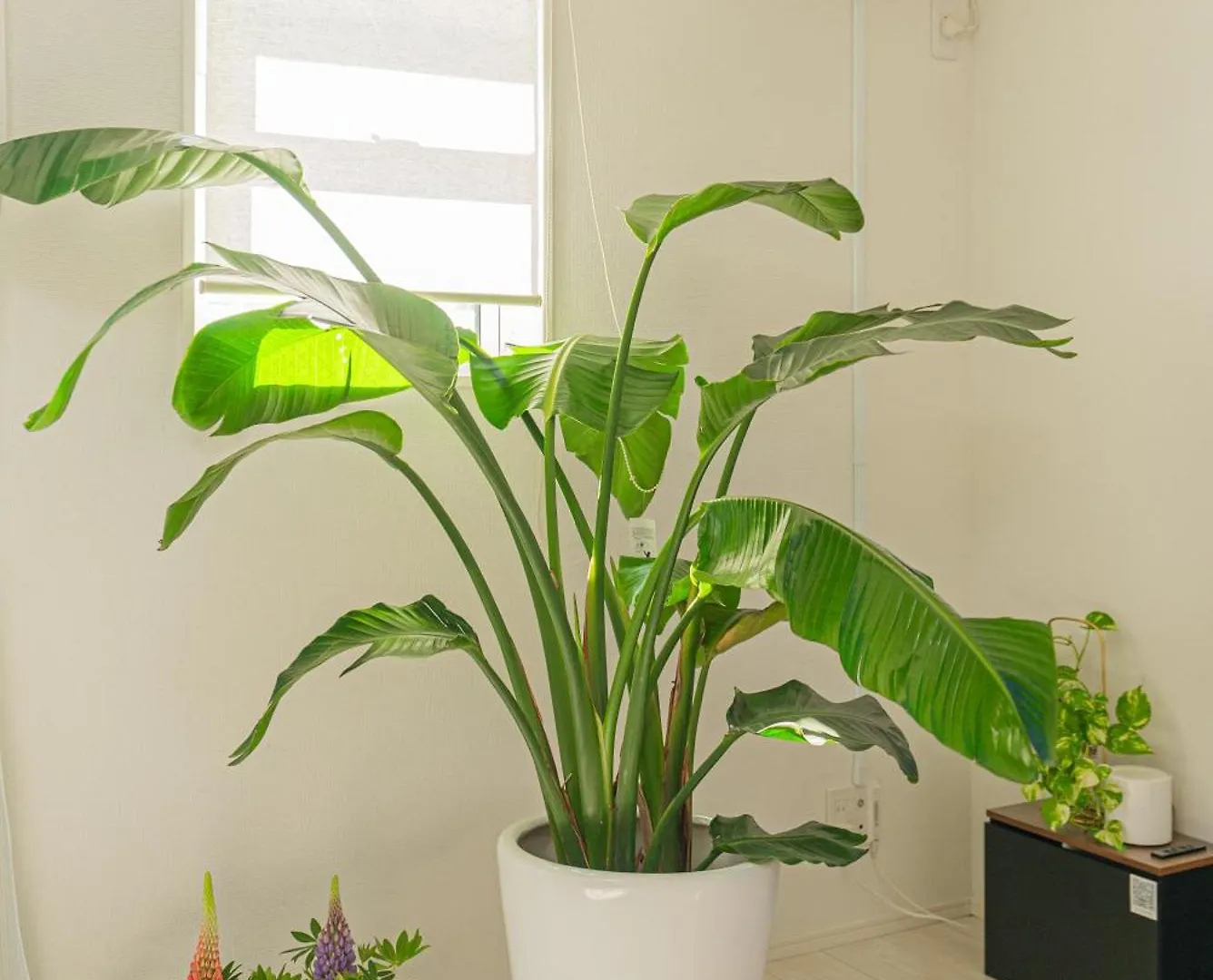 Holiday home I Hotel Skytreeまで14分 最大10人 新築 一戸貸 Wifi完備 洗濯乾燥機 駐車場二台分 植物好き Tokyo Japan